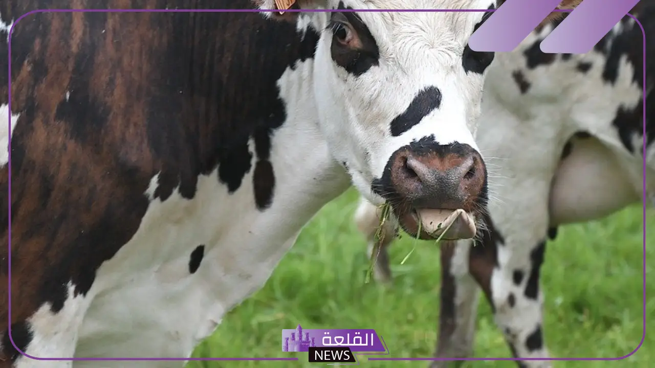 تفسير حلم البقرة في المنام للمتزوجة والعزباء لابن سيرين وابن شاهين
