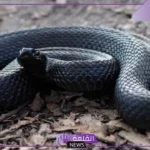 تفسير حلم الثعبان الاسود الكبير لابن سيرين والخوف منه