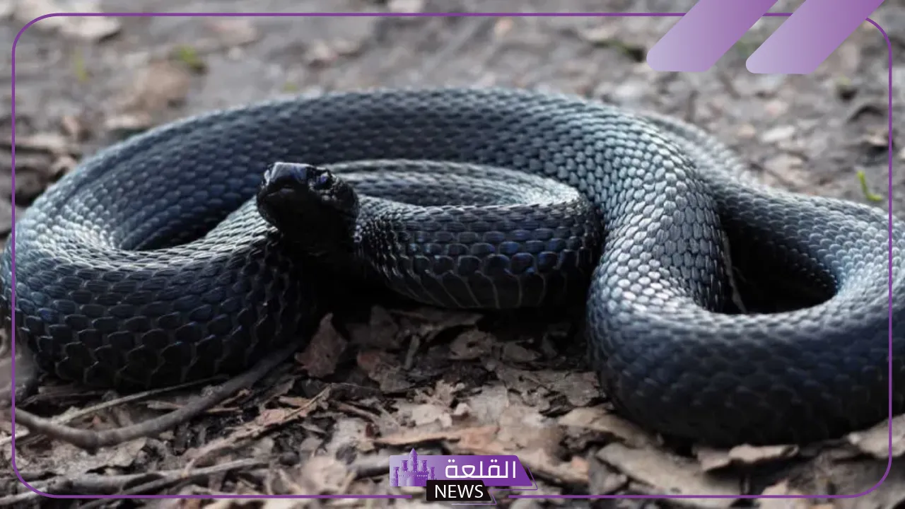 تفسير حلم الثعبان الاسود الكبير لابن سيرين والخوف منه