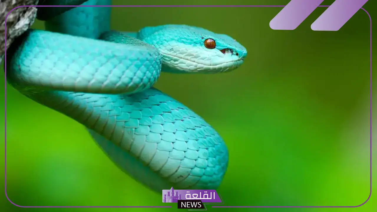 تفسير حلم الثعبان الازرق في المنام للرجل والمرأة لابن سيرين