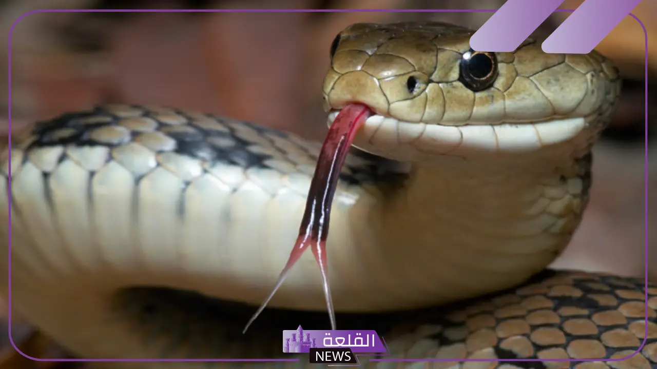 تفسير حلم رؤية الثعبان في المنام للرجل والمرأة لابن سيرين يهاجمني 5 رؤية الثعبان في المنام للعزباء