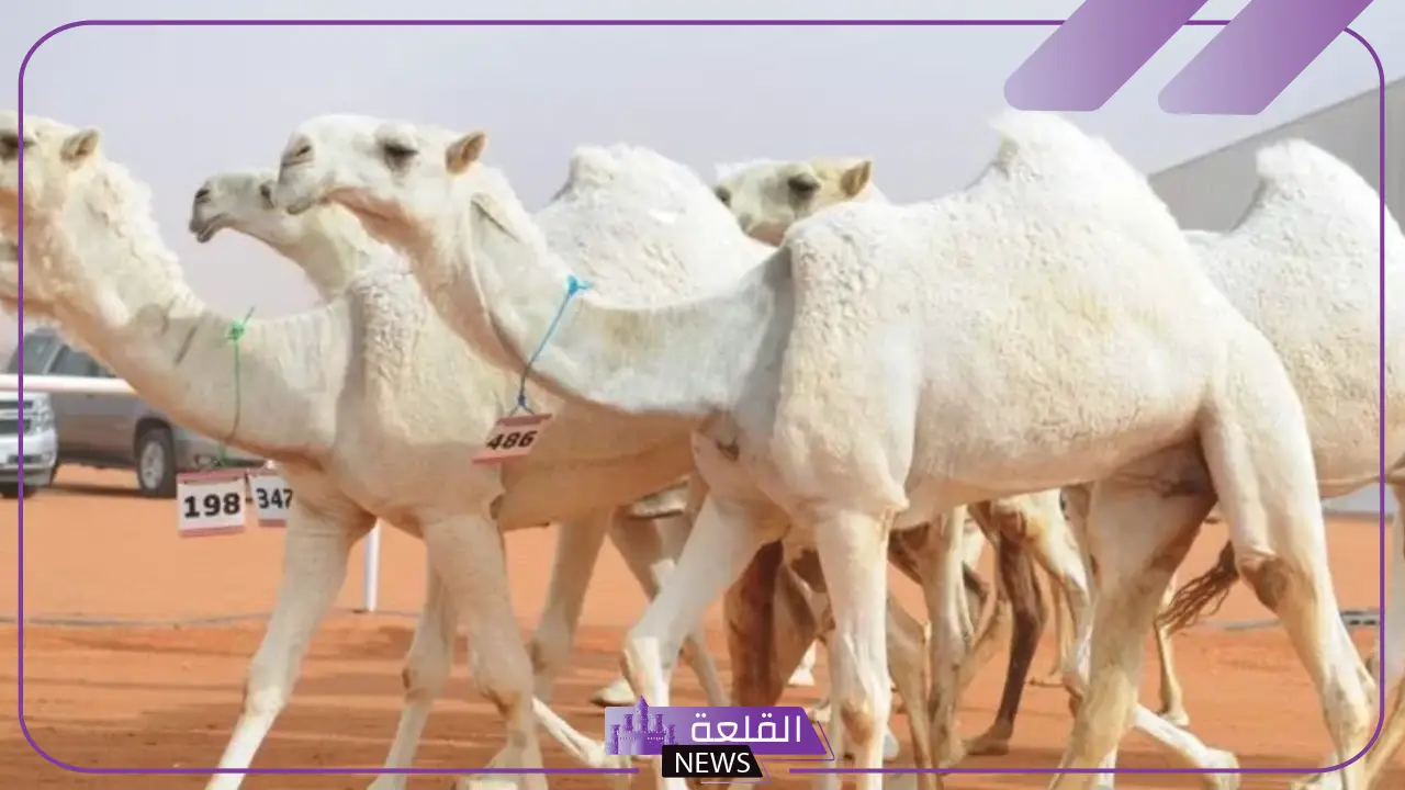 تفسير حلم رؤية الجمل الابيض في المنام للرجل والمرأة العزباء لابن سيرين 5 حلم الجمل الأبيض في المنام للرجال