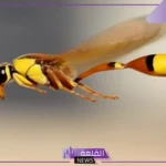 تفسير حلم الدبور في المنام للمرأة المتزوجة والعزباء لابن سيرين