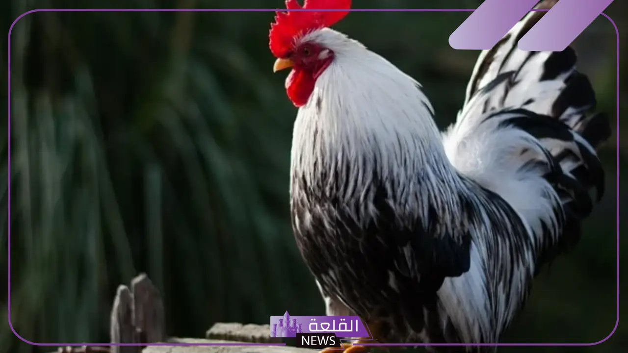 تفسير حلم الديك في المنام الملون وصياحه لكبار المفسرين 5 تفسير صياح الديك في المنام
