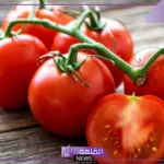 تفسير حلم رؤية الطماطم في المنام للعزباء والمطلقة لابن سيرين