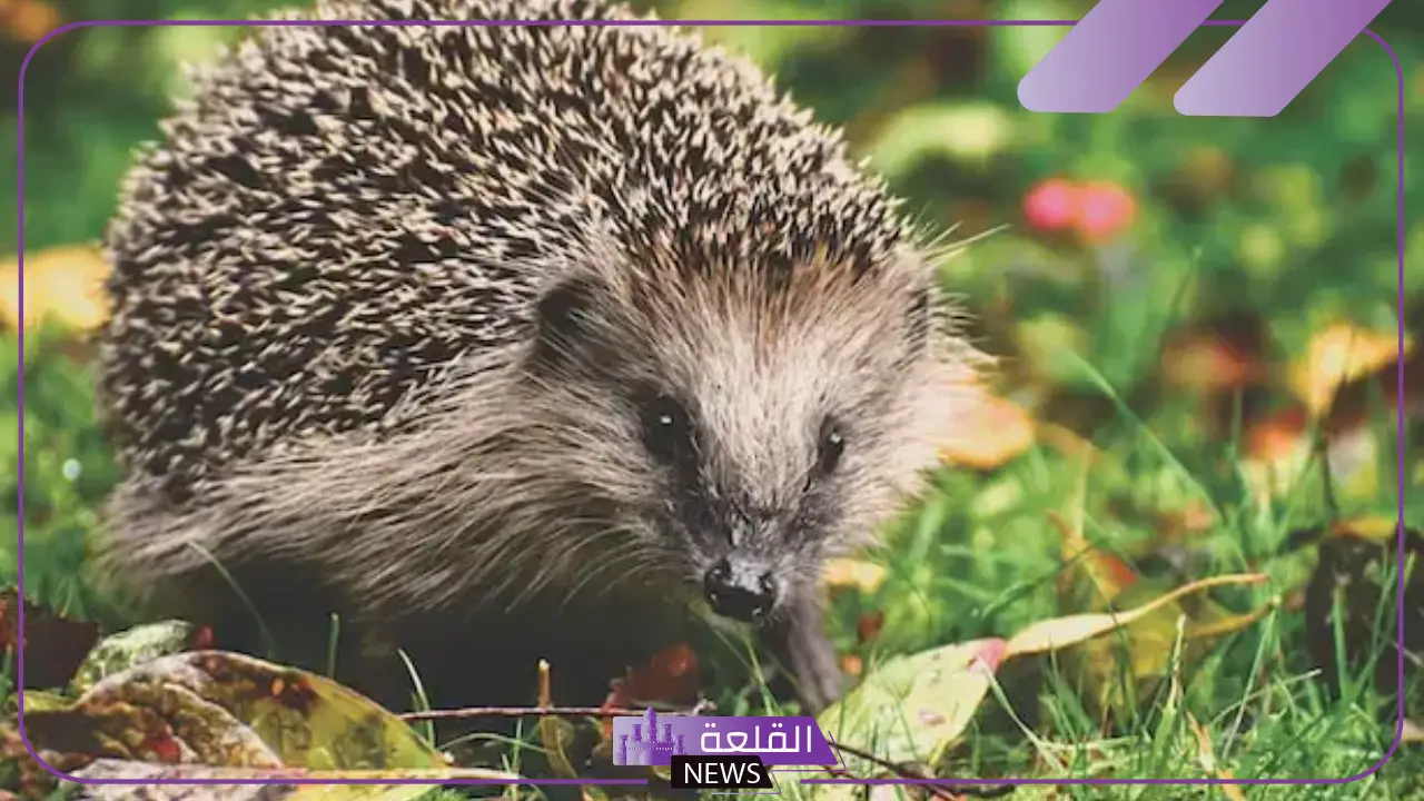 تفسير حلم القنفذ في المنام للرجل والمرأة العزباء لابن سيرين