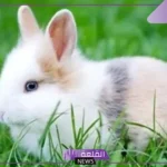تفسير حلم الارنب في المنام لابن سيرين للمرأة المتزوجة والعزباء