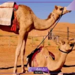تفسير حلم رؤيا البعير في المنام وهجومها للعزباء والمتزوجة