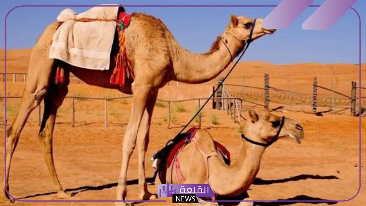 تفسير حلم رؤيا البعير في المنام وهجومها للعزباء والمتزوجة