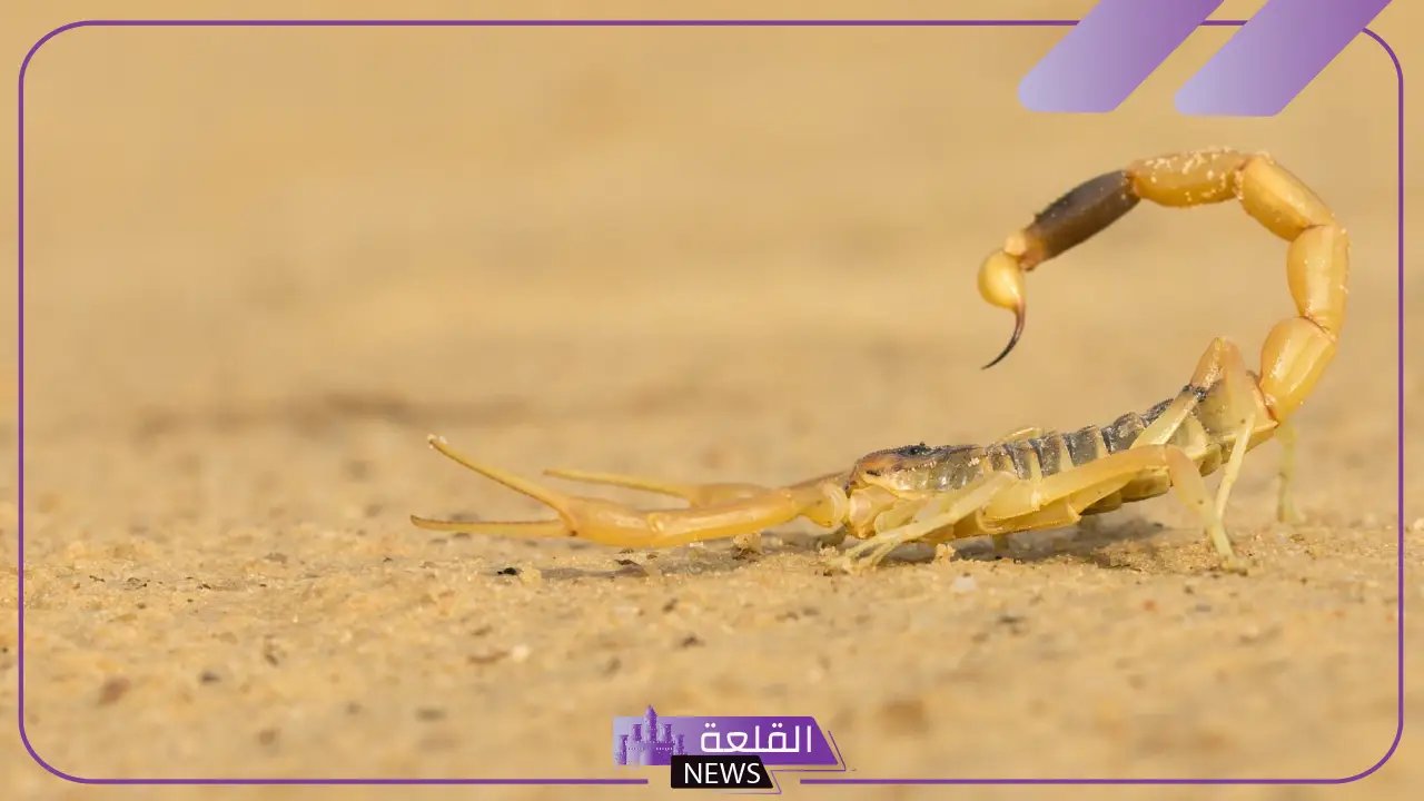 تفسير الحلم بالعقرب الاصفر في المنام للرجل والمرأة لابن سيرين 5 تفسير حلم العقرب الصفراء للمتزوجه وقتله