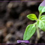 أبرز خصائص النباتات البذرية.. ماذا يقصد بالنسيج الوعائي في النباتات البذرية