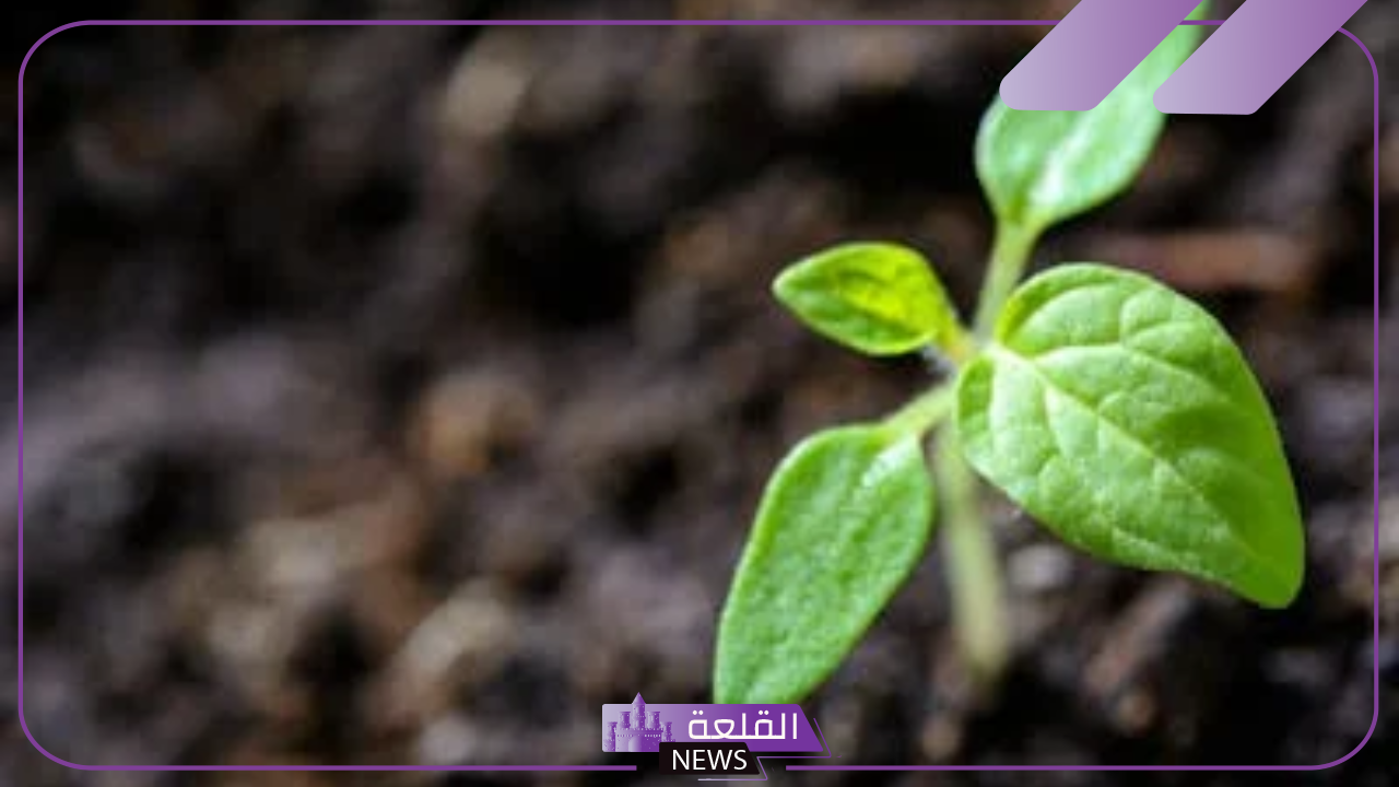 أبرز خصائص النباتات البذرية.. ماذا يقصد بالنسيج الوعائي في النباتات البذرية