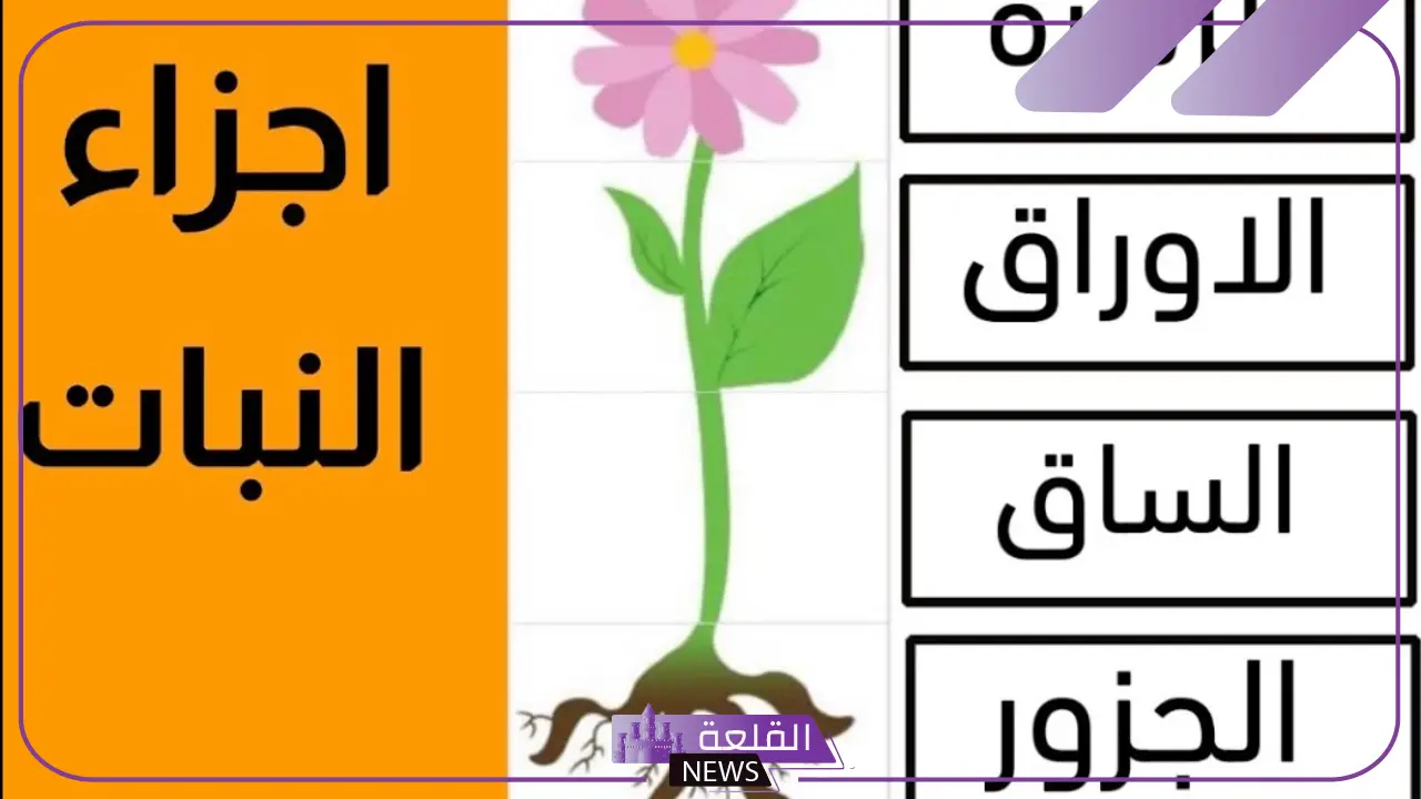 أبرز خصائص النباتات البذرية.. ماذا يقصد بالنسيج الوعائي في النباتات البذرية 5 خصائص النباتات اللابذرية