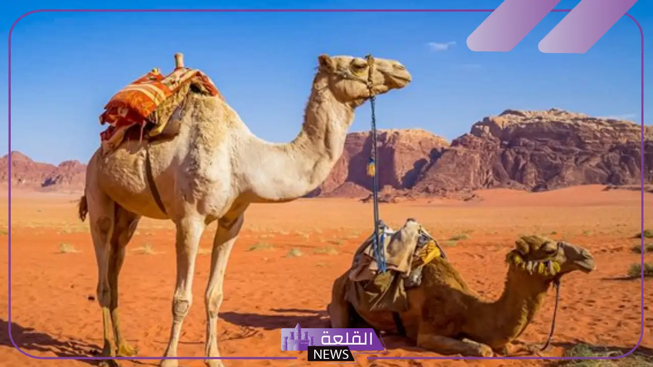 تفسير حلم رؤيا البعير في المنام وهجومها للعزباء والمتزوجة 5 تفسير حلم الجمل في المنزل