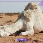 تفسير حلم رؤية الجمل الابيض في المنام للرجل والمرأة العزباء لابن سيرين