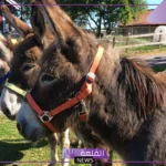 تفسير حلم رؤية الحمار في المنام لابن شاهين وابن سيرين