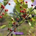 تفسير حلم رؤية السدر في المنام للعزباء والمتزوجة والمطلقة