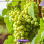 رؤية العنب في المنام للعزباء والحامل والمتزوجة وقطفه من الشجر لابن سيرين
