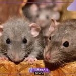 تفسير حلم رؤية الفئران الصغيرة في المنام للمتزوجة والعزباء لابن سيرين