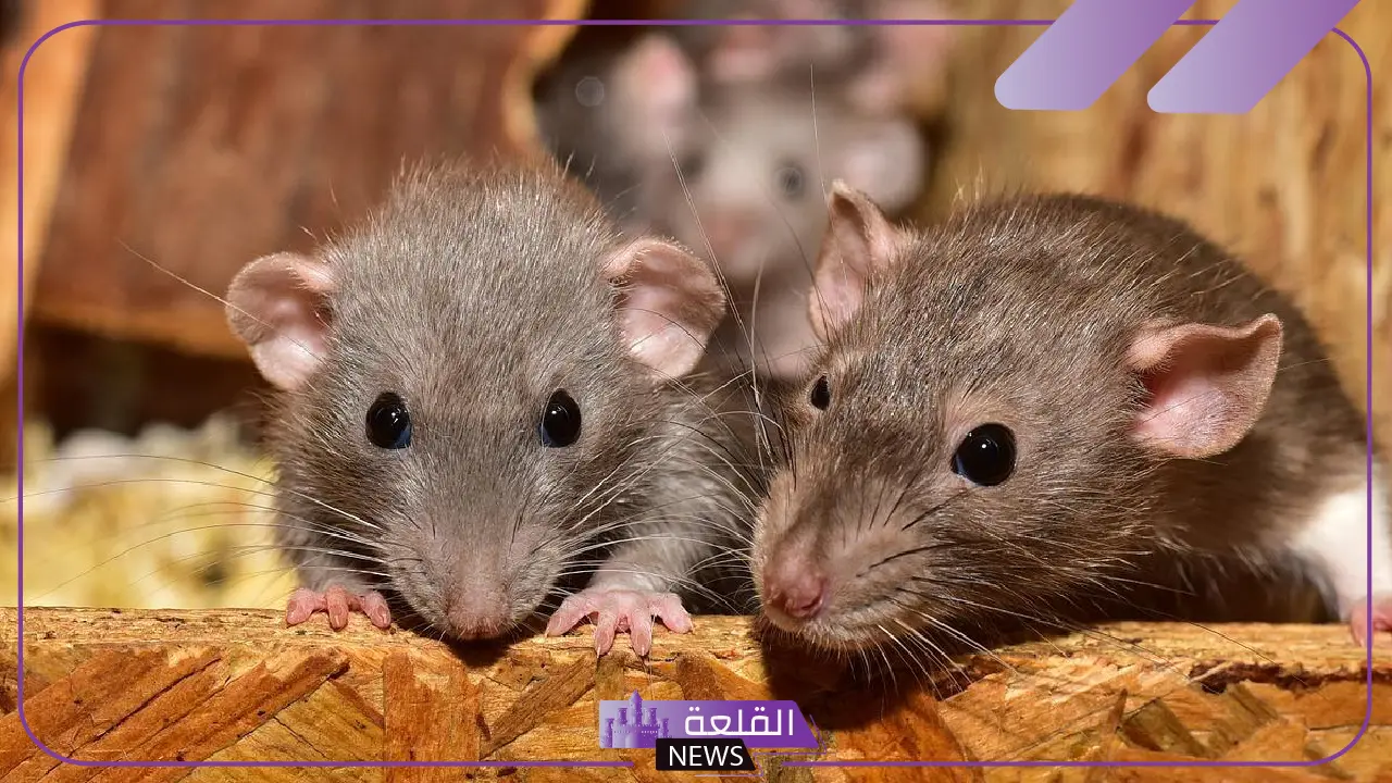 تفسير حلم رؤية الفئران الصغيرة في المنام للمتزوجة والعزباء لابن سيرين