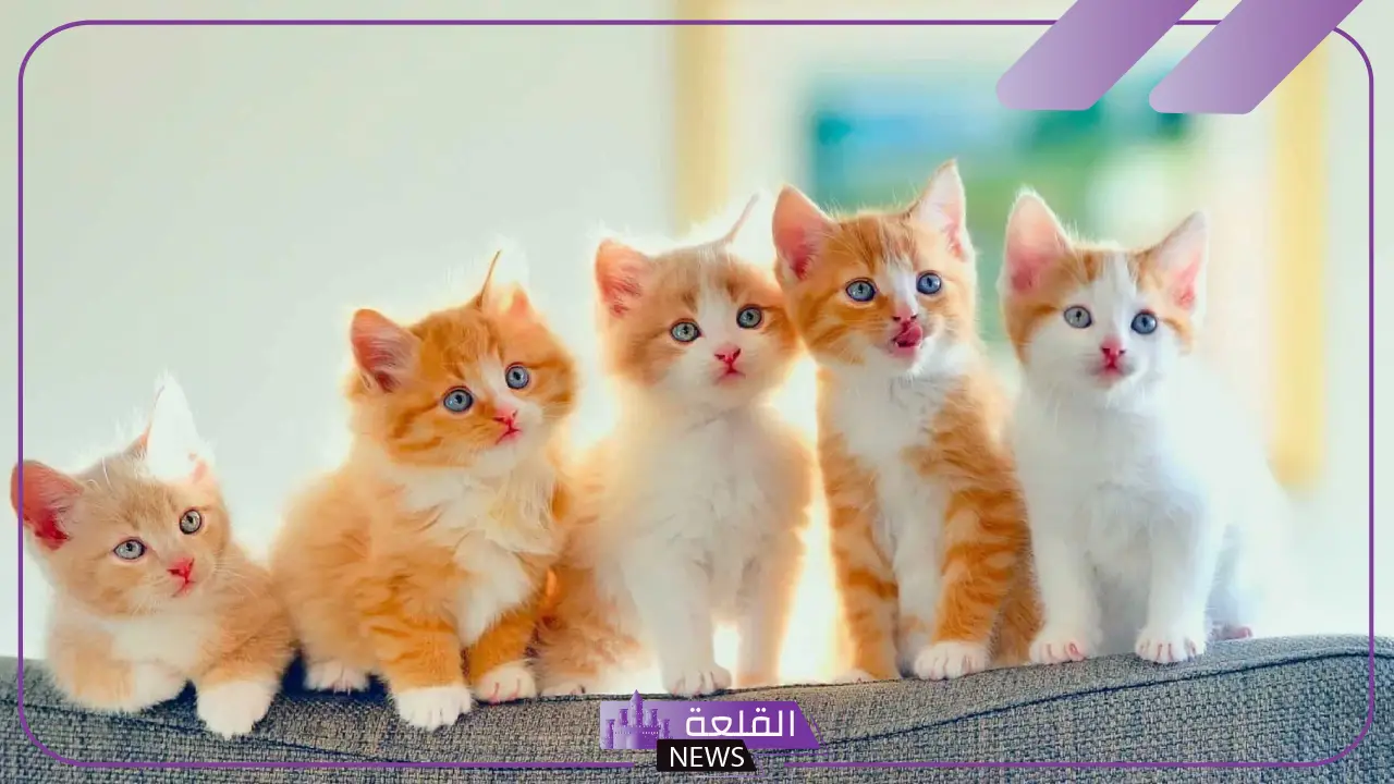 تفسير حلم رؤية القطط الصغيرة في المنام للرجل والمرأة العزباء والمتزوجة 5 دلالة رؤية القطط الصغيرة في المنام