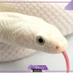 تفسير حلم رؤية ثعبان صغير في المنام للرجل والمرأة