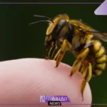 تفسير حلم قرصة النحلة في المنام للمرأة العزباء لابن سيرين