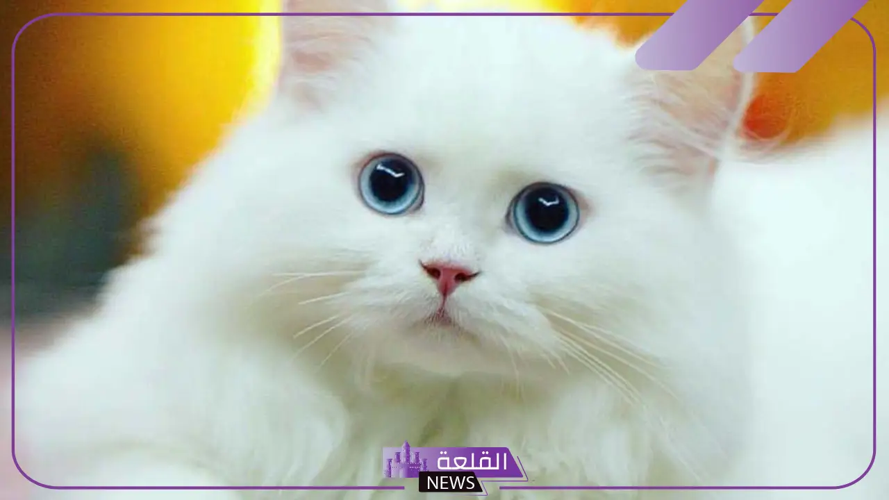 تفسير حلم رؤية القط الابيض في المنام للمرأة المتزوجة والعزباء لابن سيرين 5 قطة بيضاء في المنام للعزباء