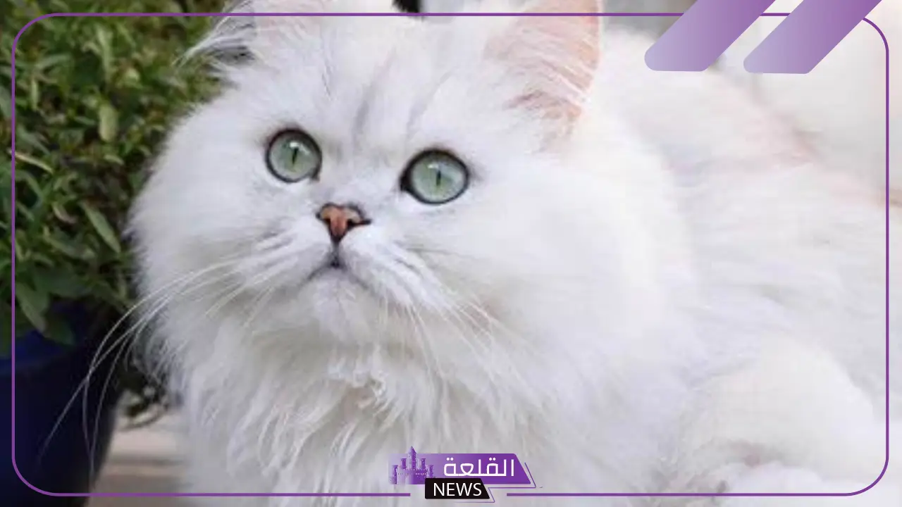 تفسير حلم رؤية قطة بيضاء في المنام للمرأة والرجل لابن سيرين 5 رمز رؤية قطة بيضاء في المنام