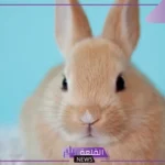 تفسير حلم الارانب في الحلم للرجل والمرأة العزباء والمتزوجة لابن سيرين