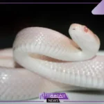 تفسير حلم ثعبان ابيض في المنام للمرأة العزباء والمتزوجة
