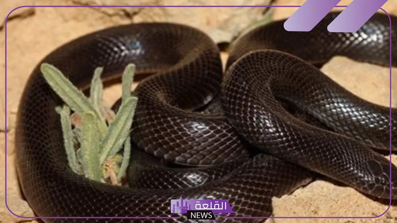 تفسير حلم ثعبان كبير في المنام لابن سيرين والنابلسي وابن شاهين