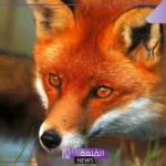 تفسير حلم الثعلب في المنام للعزباء والمتزوجة لابن سيرين
