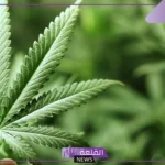 رمز الحشيش في المنام للرجل والمرأة المتزوجة لابن سيرين