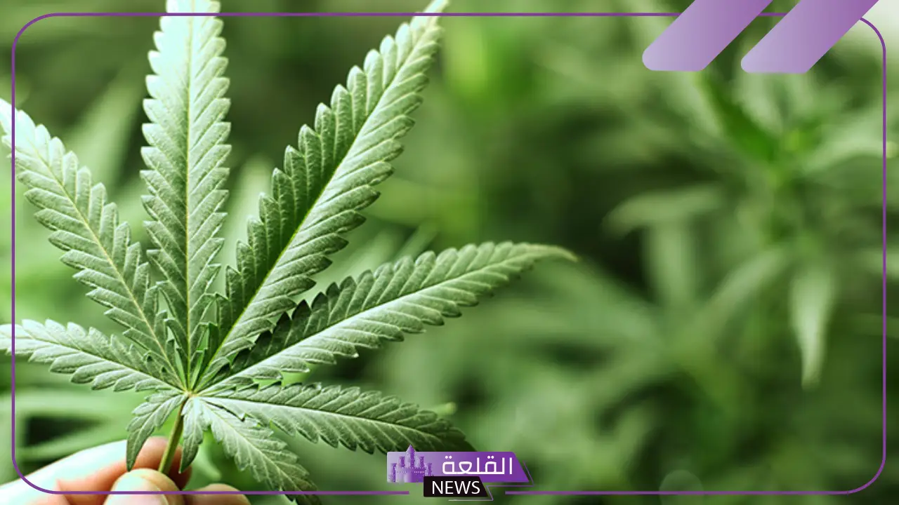 رمز الحشيش في المنام للرجل والمرأة المتزوجة لابن سيرين