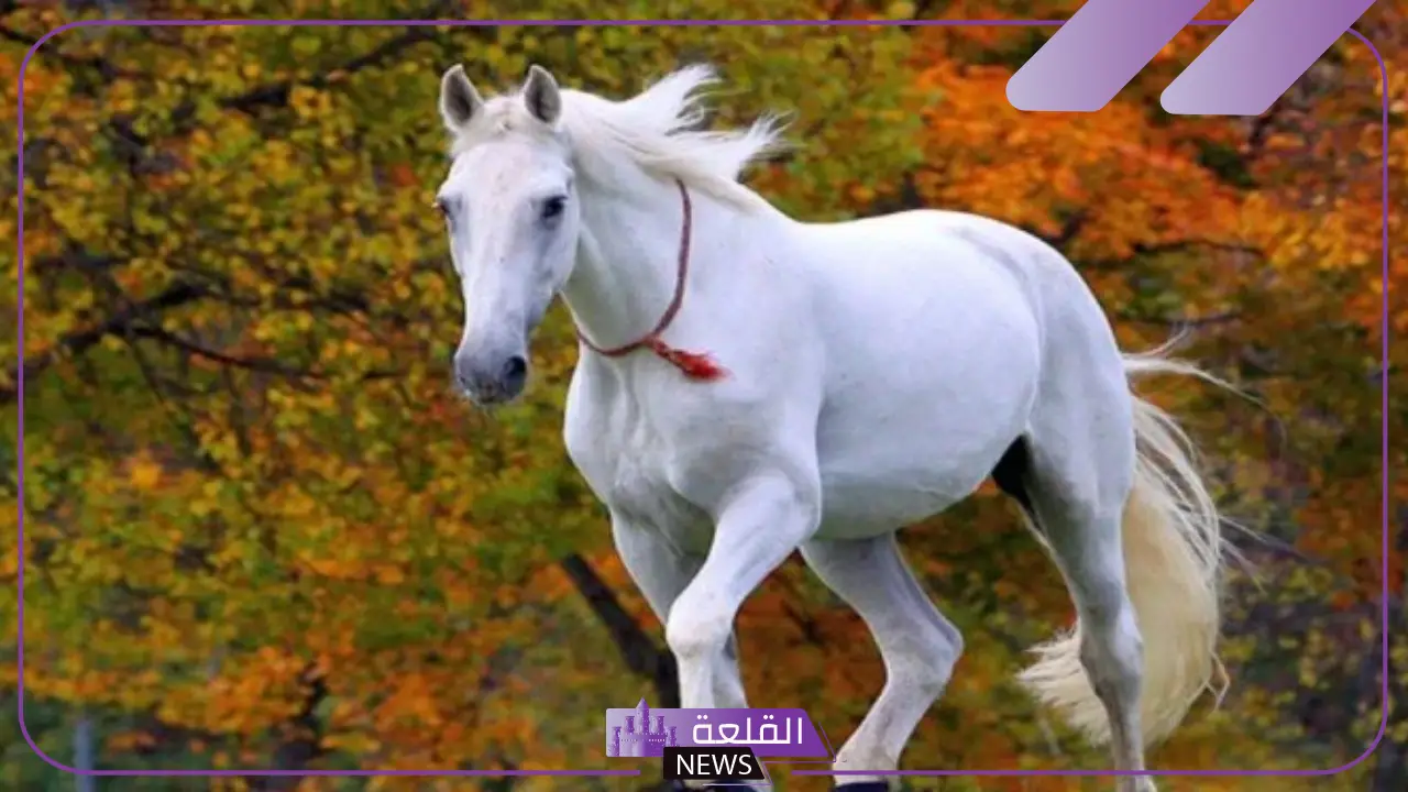 تفسير حلم الحصان الابيض في المنام للمتزوجة والعزباء للنابلسي وابن سيرين 5 دلالات رؤية الحصان الابيض في المنام للنابلسي