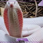 تفسير حلم الحية البيضاء في المنام للرجل والمرأة العزباء والمتزوجة