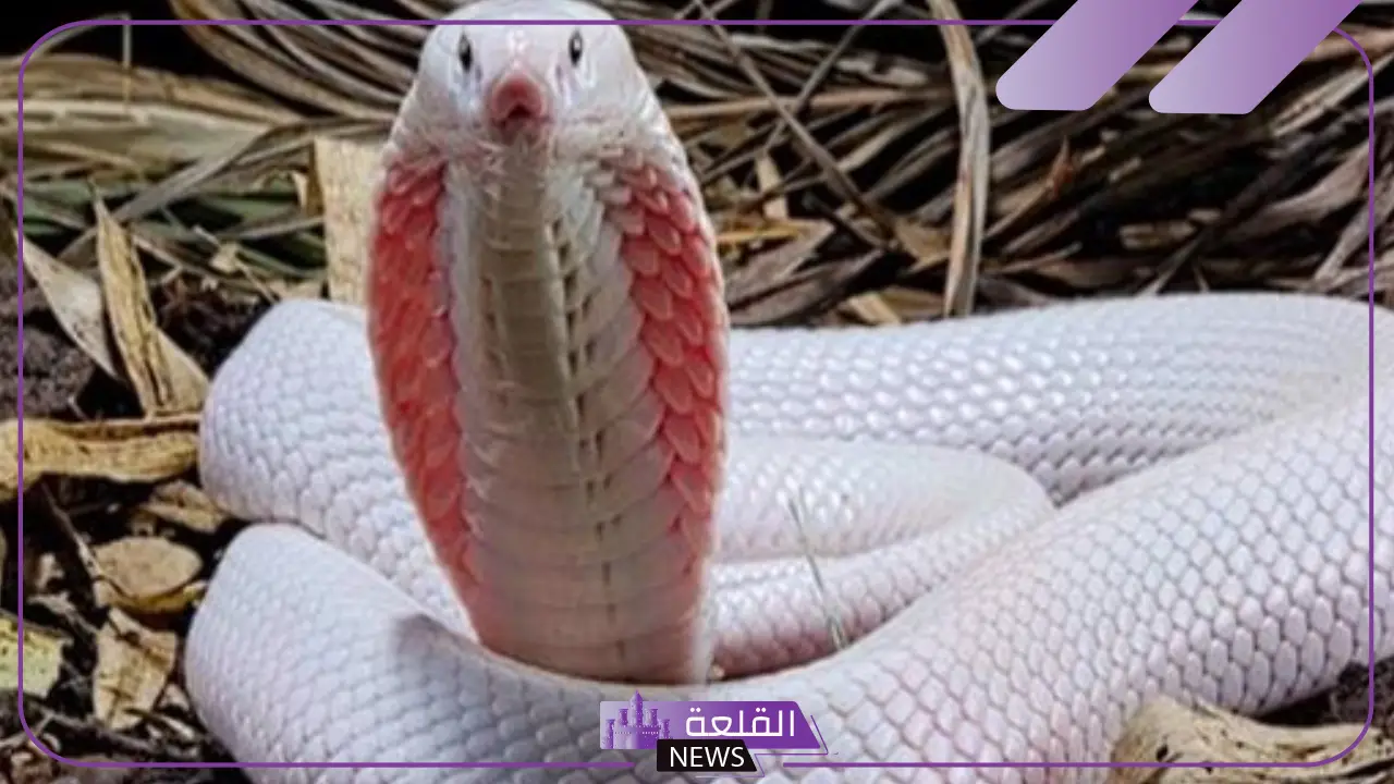 تفسير حلم الحية البيضاء في المنام للرجل والمرأة العزباء والمتزوجة
