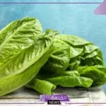 رمز الخس في المنام للمتزوجه والعزباء والحامل في المنام لابن سيرين