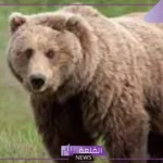 تفسير حلم الدب البني في المنام للعزباء والمتزوجة لابن سيرين