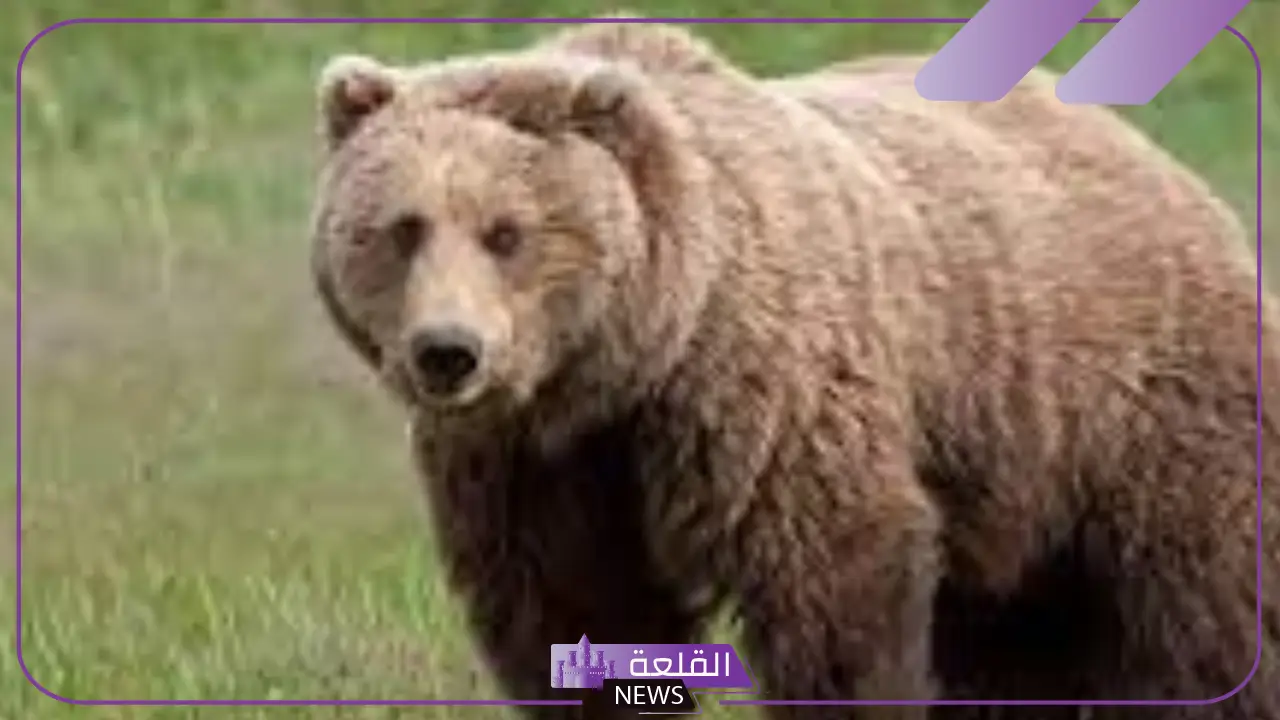 تفسير حلم الدب البني في المنام للعزباء والمتزوجة لابن سيرين
