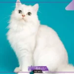 تفسير حلم رؤية القط الابيض في المنام للمرأة المتزوجة والعزباء لابن سيرين