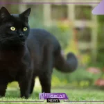 تفسير حلم القط الاسود في المنام للمرأة والرجل لابن سيرين