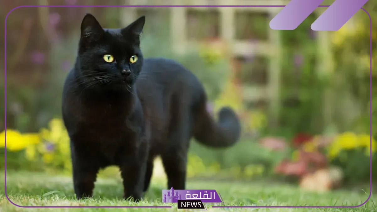 تفسير حلم القط الاسود في المنام للمرأة والرجل لابن سيرين