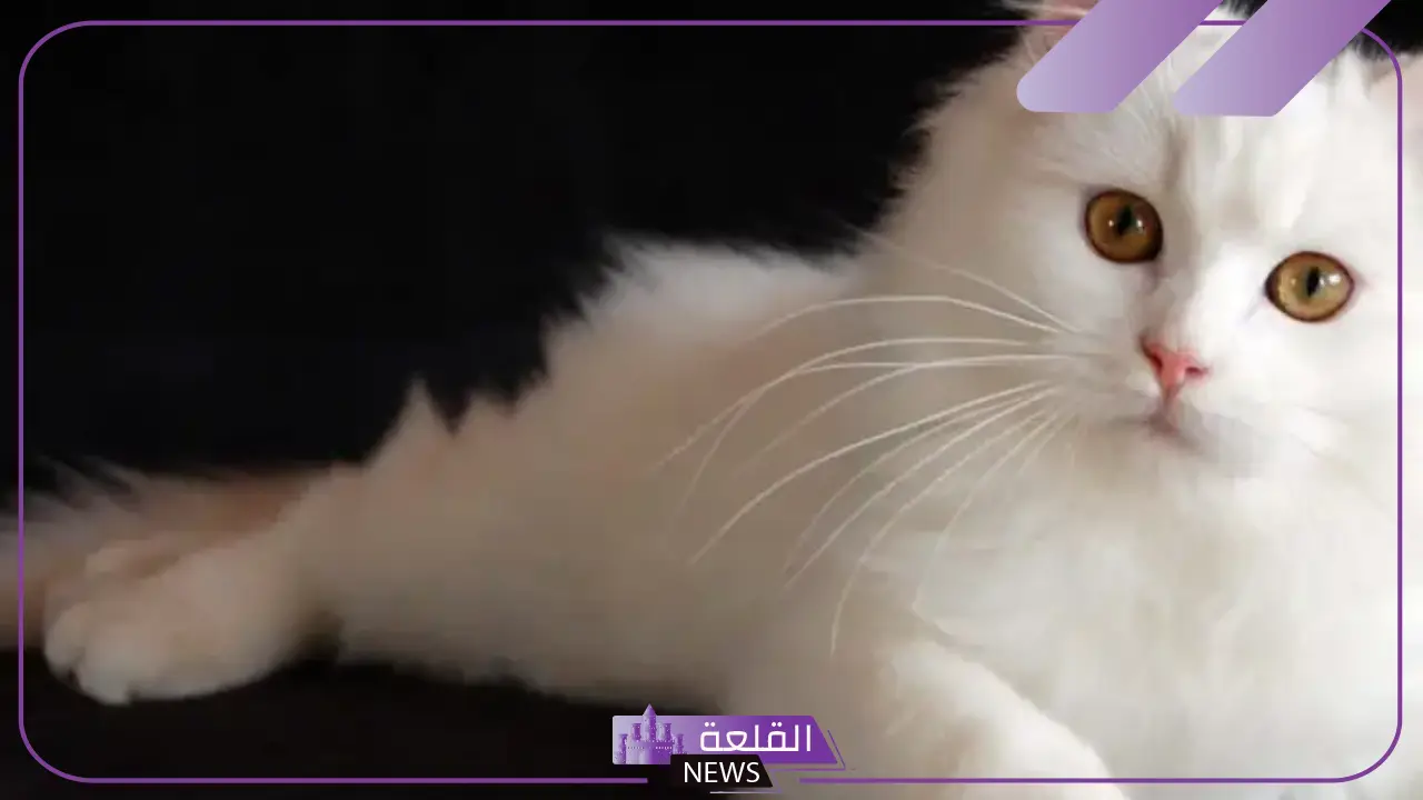 تفسير حلم رؤية القطة البيضاء في المنام لابن سيرين والنابلسي 5 قطة بيضاء في المنام للعزباء