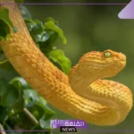 تفسير حلم رؤية كوبرا صفراء كبيرة في المنام للعزباء لابن سيرين
