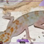 تفسير حلم هروب الوزغ في المنام داخل البيت للرجل والمراة