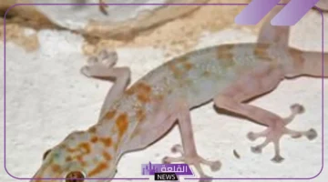 رمز الوزغ