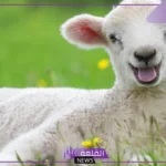 تفسير حلم حظيرة الاغنام في المنام للرجل وتنظيفها لابن سيرين