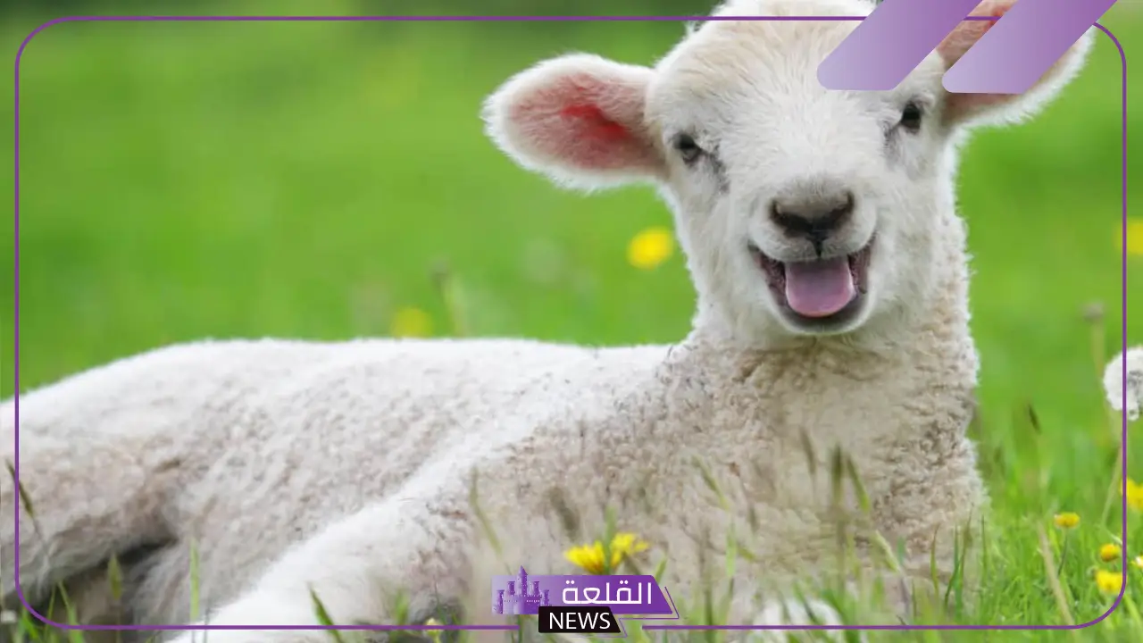 تفسير حلم حظيرة الاغنام في المنام للرجل وتنظيفها لابن سيرين